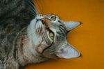 仰头猫咪的惬意瞬间