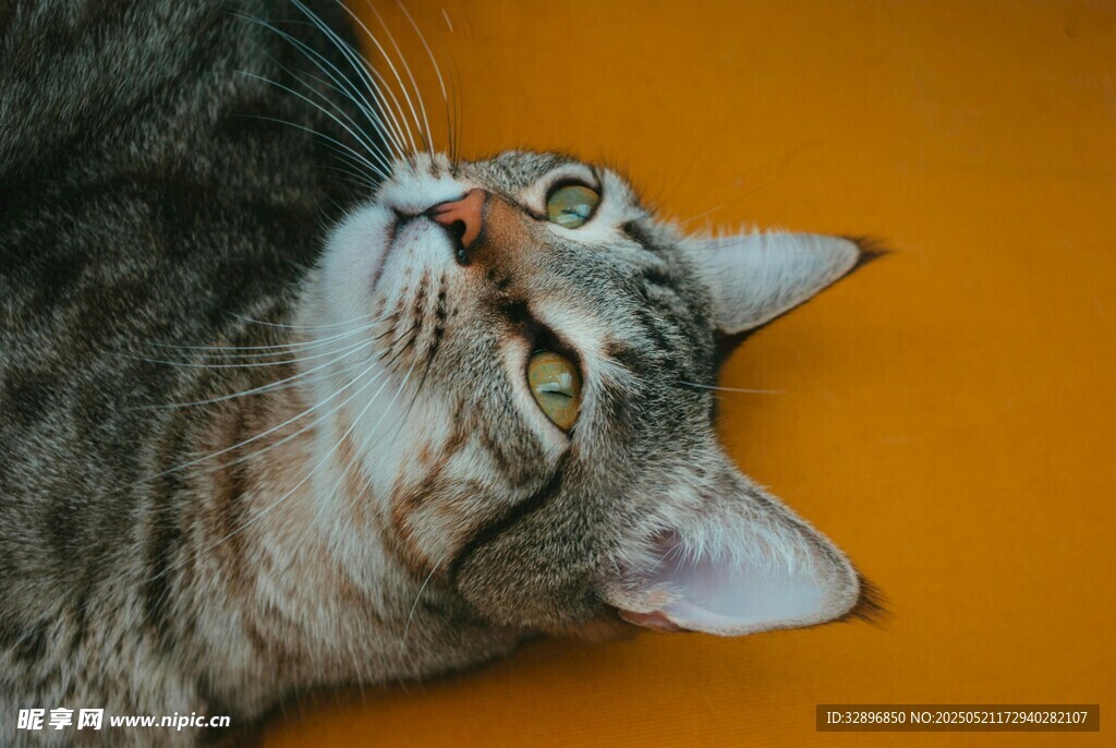 仰头猫咪的惬意瞬间