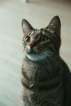 仰望的条纹猫咪