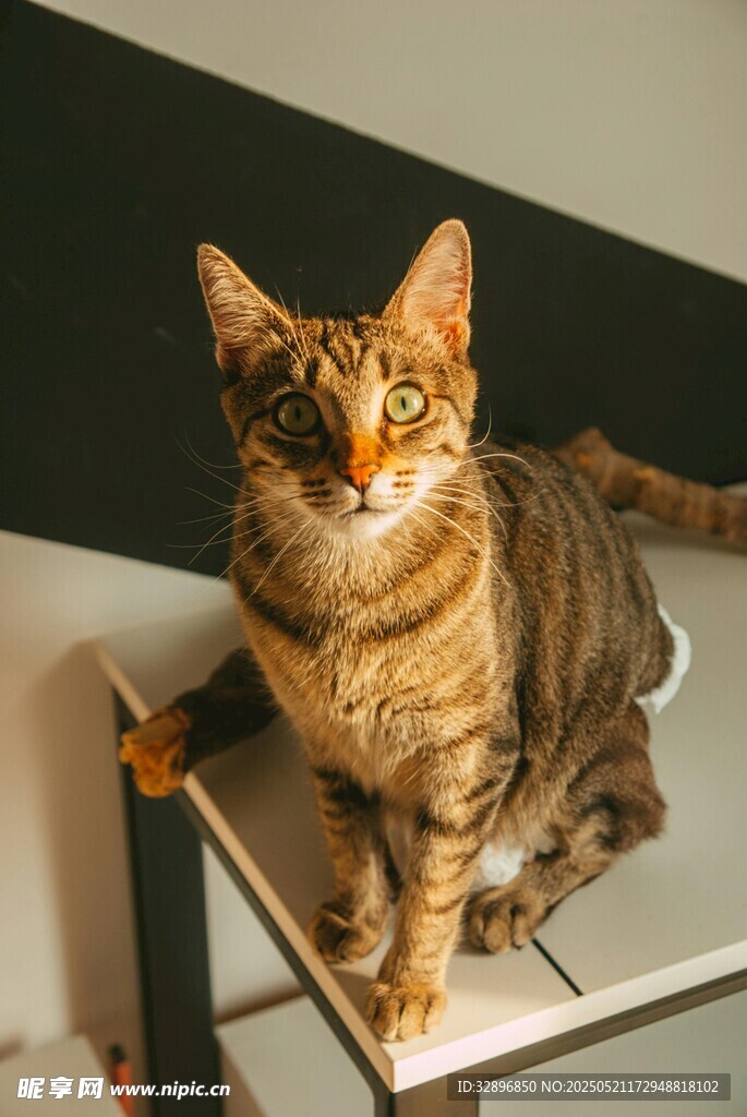 斑纹猫咪端坐架子上