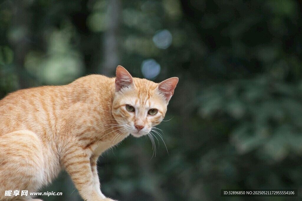 橘猫户外站立瞬间