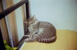 条纹小猫惬意躺卧