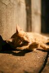 阳光下慵懒的橘猫