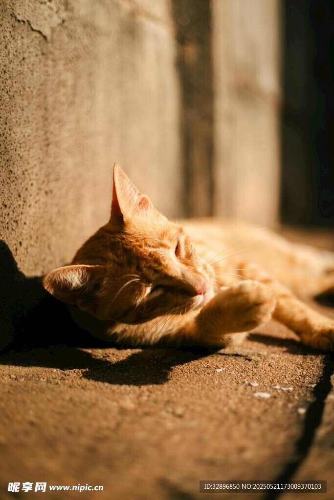 阳光下慵懒的橘猫