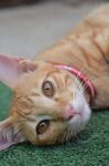 橘猫歪头躺于绿毯上