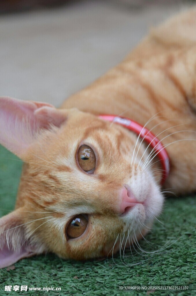 橘猫歪头躺于绿毯上
