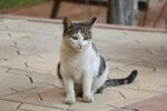 庭院中坐着的可爱猫咪