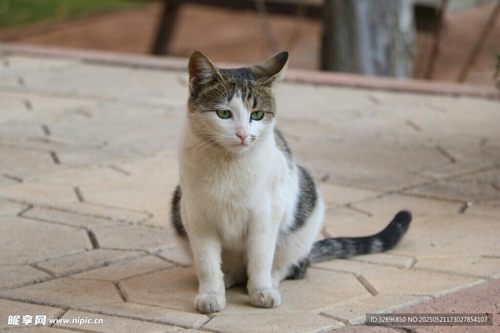 庭院中坐着的可爱猫咪