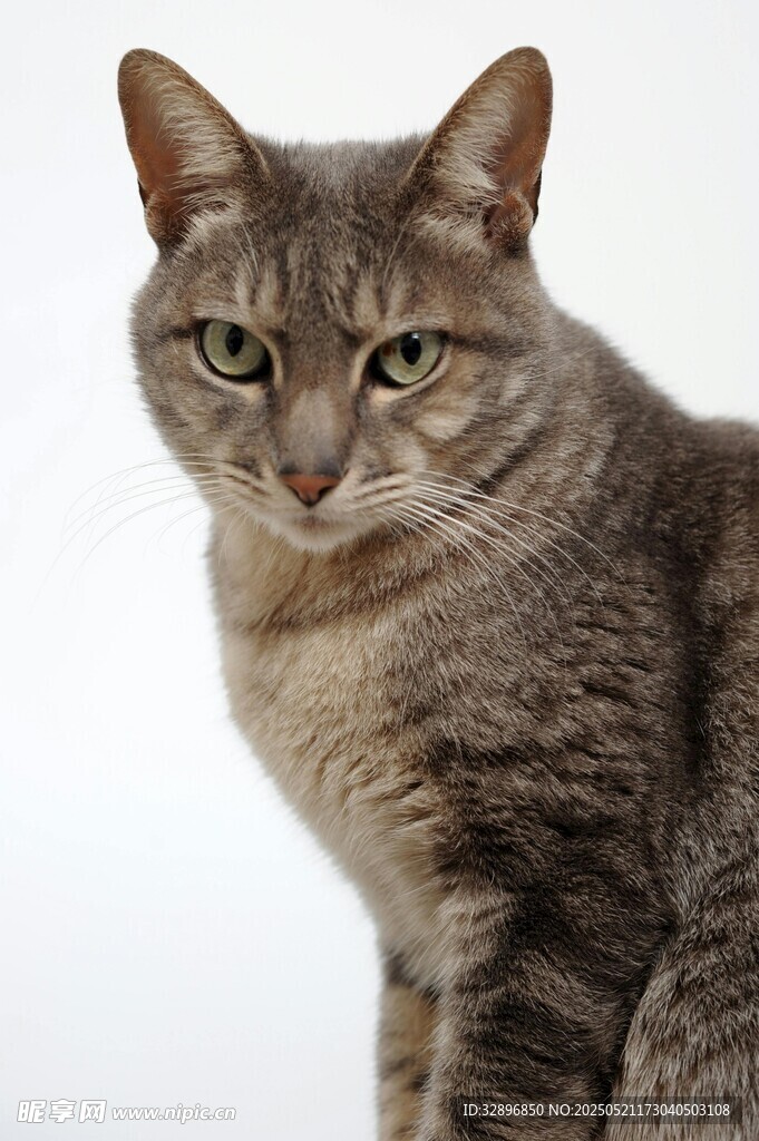 灰色条纹猫的特写