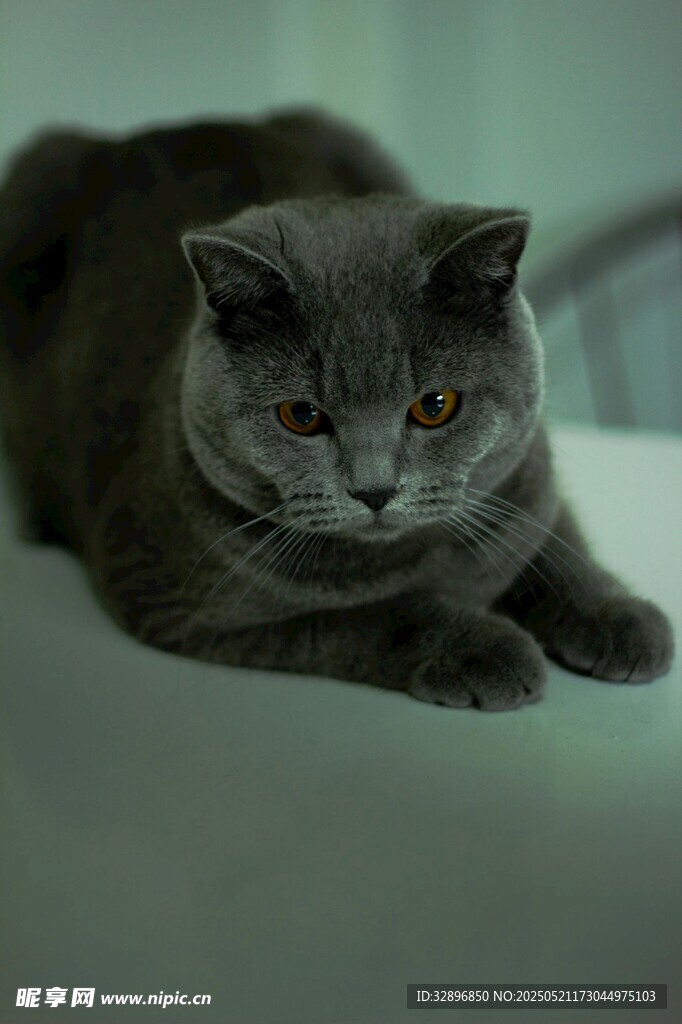 慵懒灰猫趴卧姿态