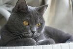 灰猫静卧
