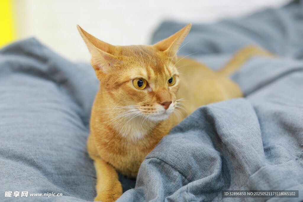 橘猫慵懒躺于蓝色织物上