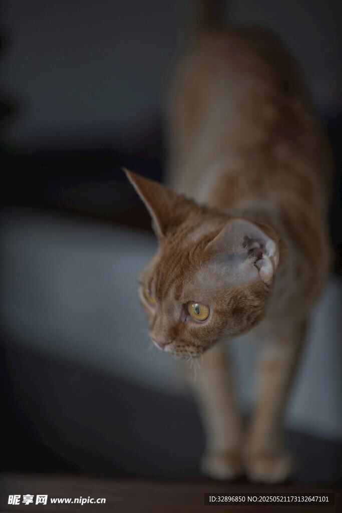 橘猫凝视瞬间