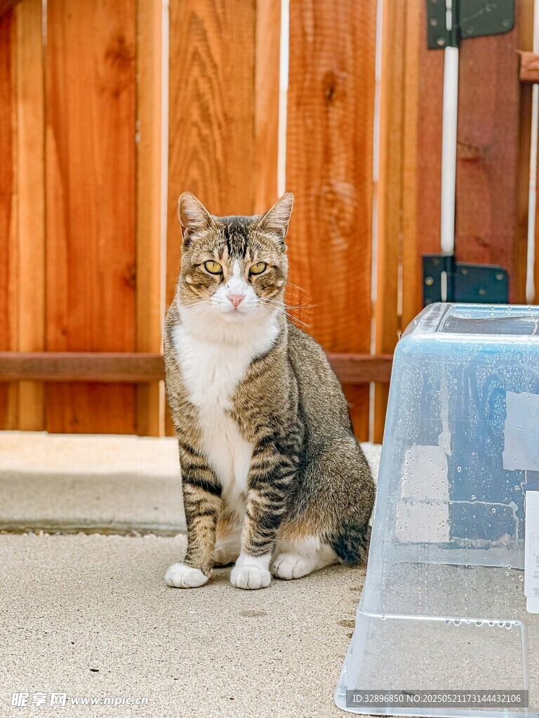 庭院中坐着的斑纹猫咪