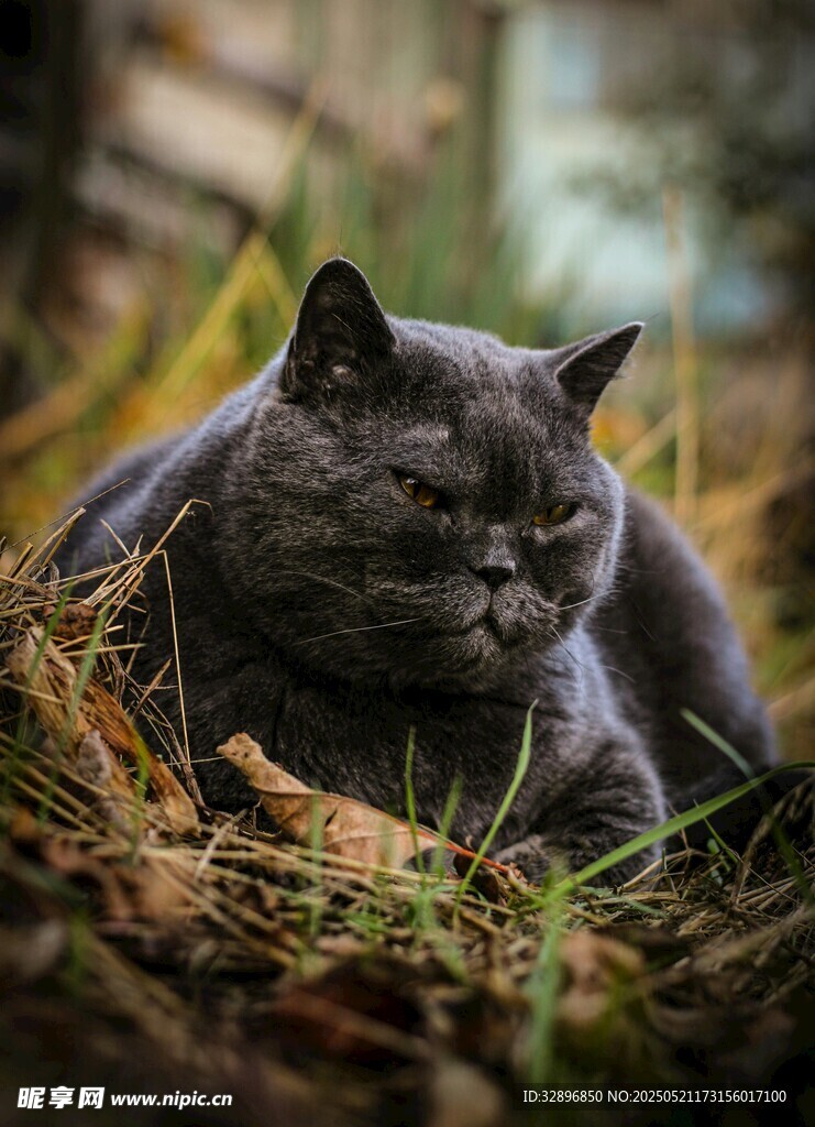 慵懒黑猫卧于草地