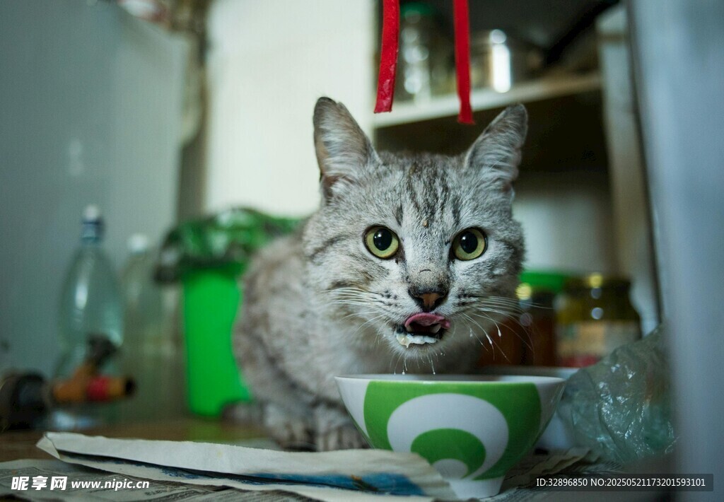 张嘴猫咪坐于杂乱桌面