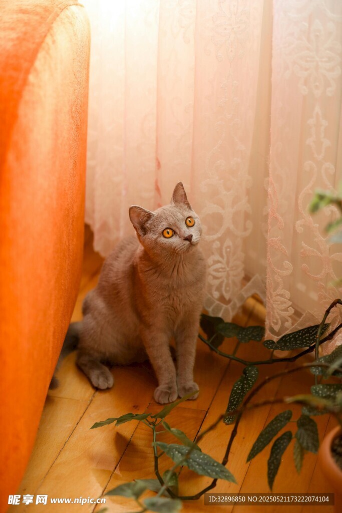 橘猫坐地望向上方