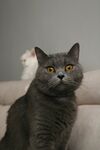 灰猫瞪大眼睛望向上方