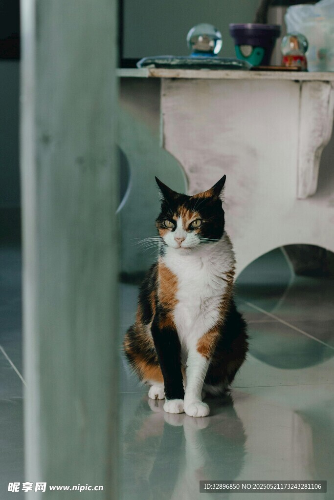 三色猫坐地望向门外