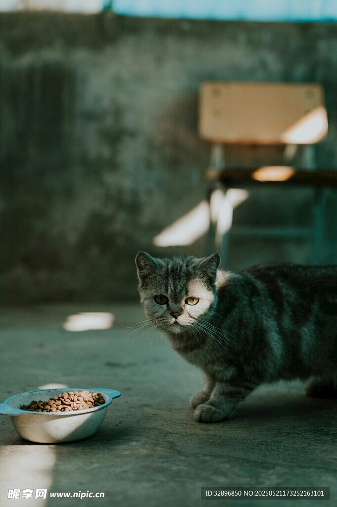 黑猫凝视食物碗