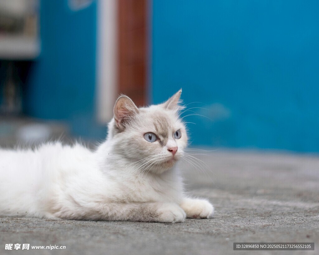 白色猫咪悠闲趴地