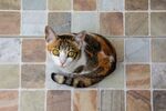 瓷砖上的三色猫咪