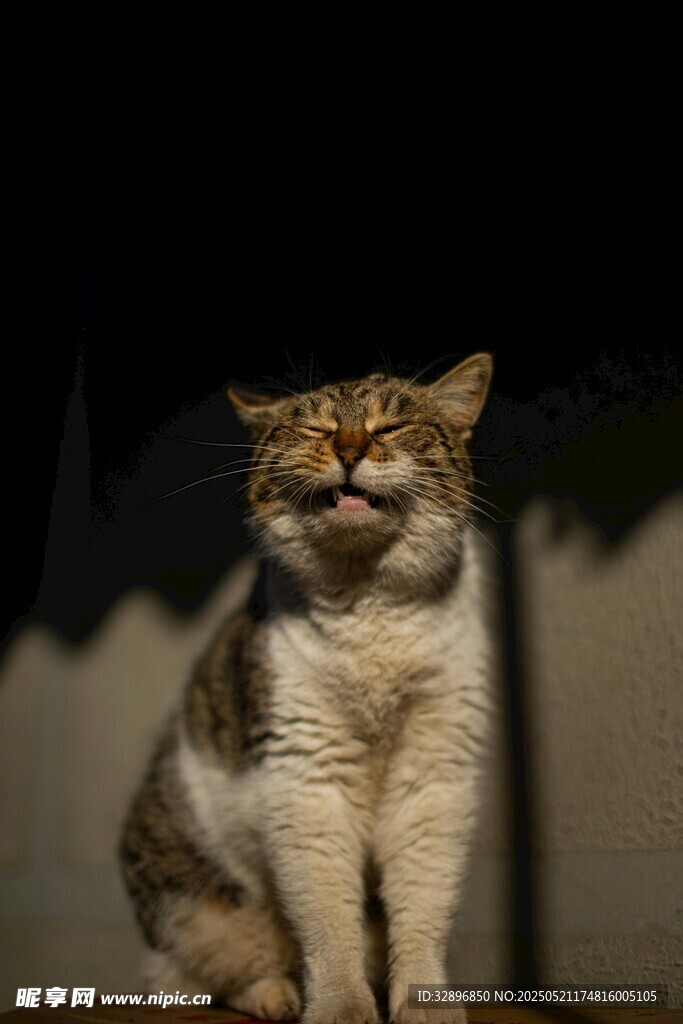 仰头猫咪姿态可爱