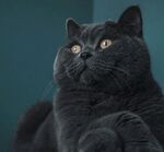 凝视的灰猫
