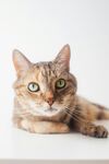 趴着的可爱猫咪