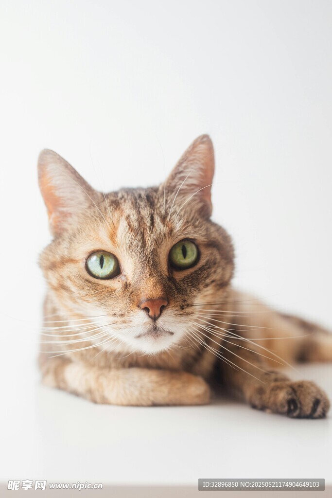 趴着的可爱猫咪