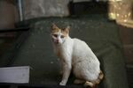 可爱三色猫坐于床上