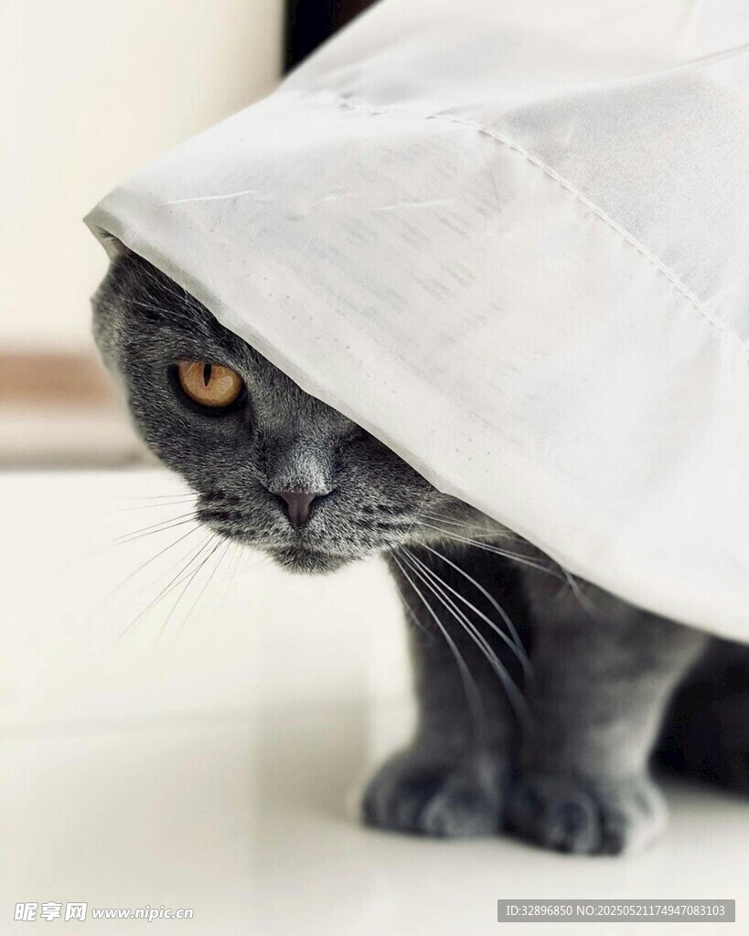猫咪头顶白布好奇张望