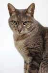 灰条纹猫咪特写