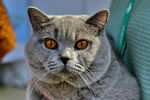 灰蓝猫咪特写
