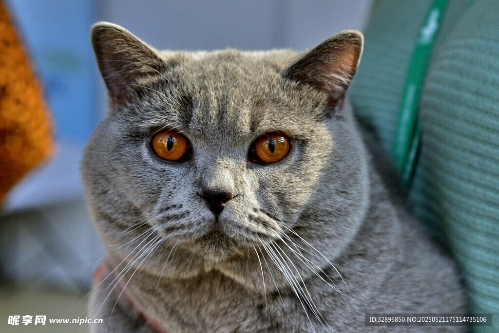 灰蓝猫咪特写