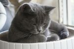 灰猫惬意躺于白色容器中