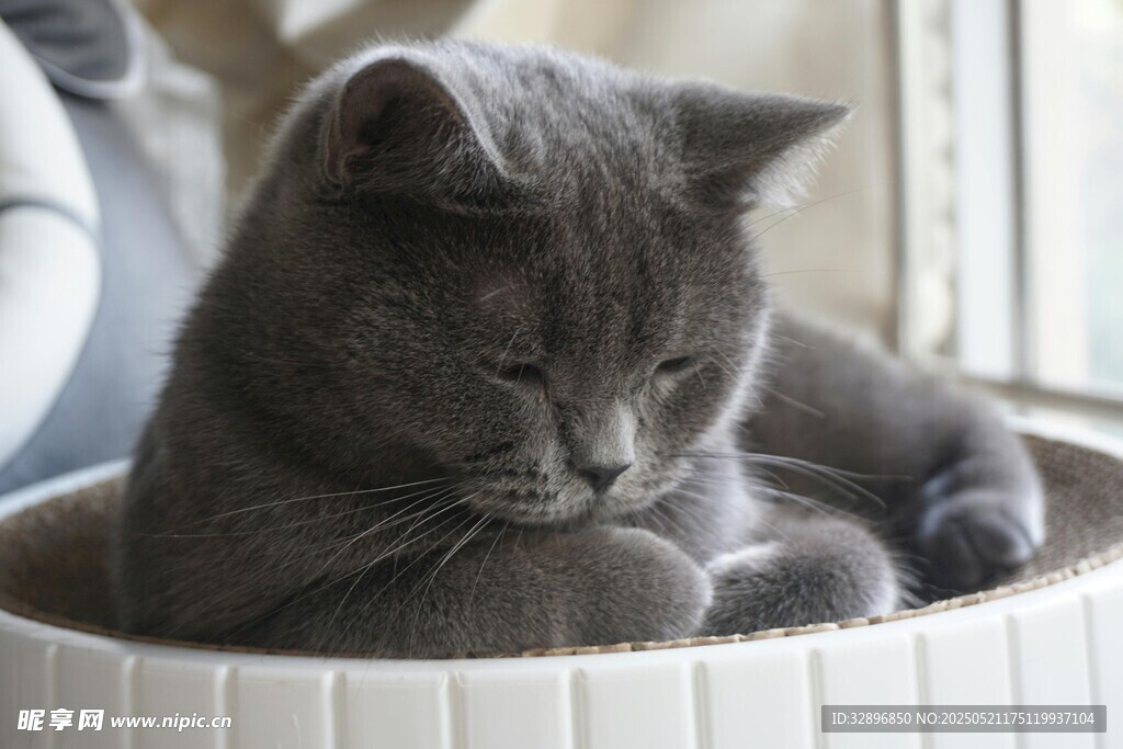 灰猫惬意躺于白色容器中
