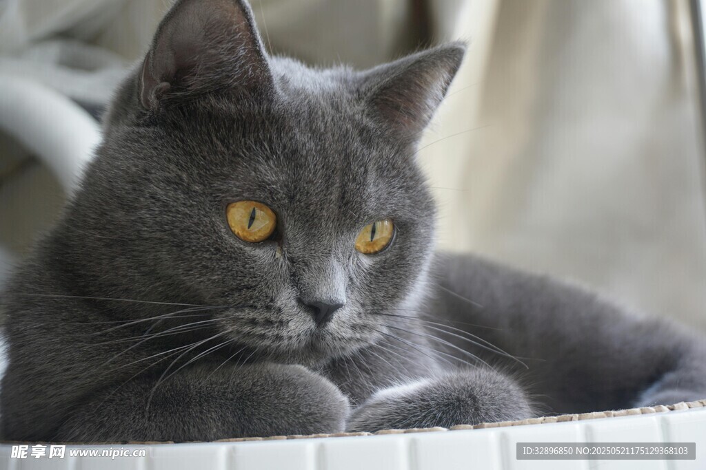 灰猫静卧显优雅气质