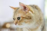 可爱猫咪侧头凝视瞬间