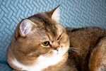 慵懒猫咪惬意躺沙发