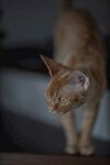 橘猫凝视瞬间