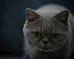呆萌灰猫特写