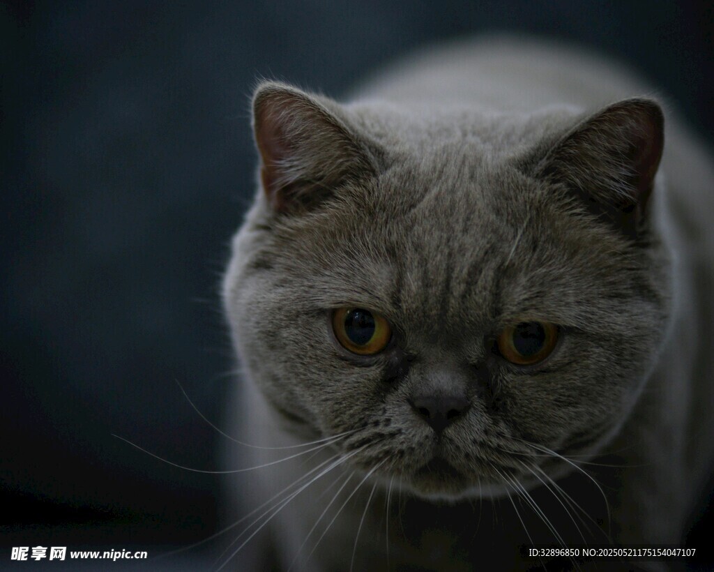呆萌灰猫特写