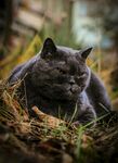 慵懒黑猫卧于草地间
