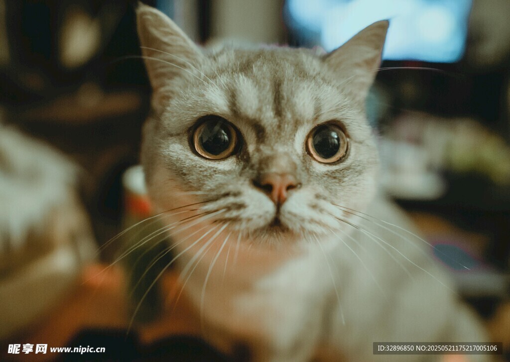 呆萌猫咪睁大眼睛瞧着