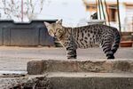 豹纹猫咪立于户外石台