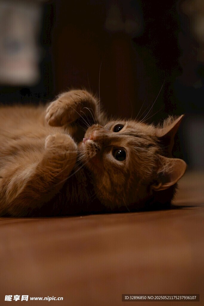 橘猫躺地俏皮玩耍