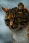 窗边的斑纹猫咪