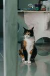 三色猫坐地好奇张望