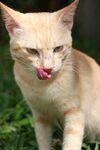吐舌小猫的俏皮瞬间